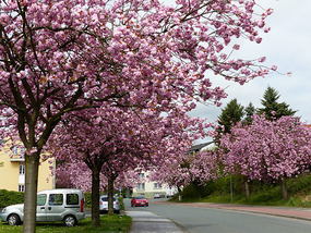 Lovely cherry trees in village