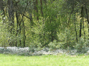 White flowers nr Women's Camp