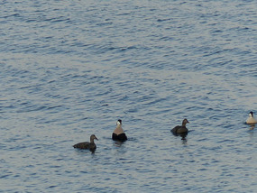 Eider ducks- from our pitch