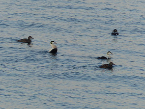 Eider ducks-from pitch