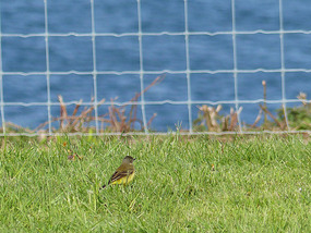 Yellowhammer