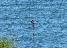 Cormorant drying his wings