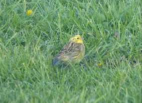 Mrs yellowhammer