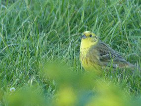 Very yellow yellowhammer