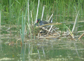 Moorhen on nest
