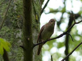 Thrush Nightingale