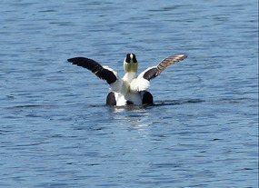 Eider duck