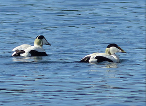 2 Eider ducks