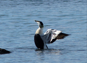 Eider duck - nest full of eiderdown!