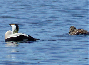 Eider duck calling