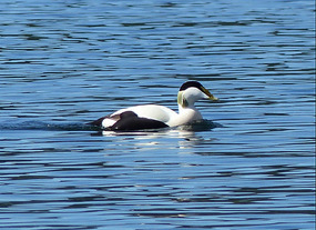 Eider duck