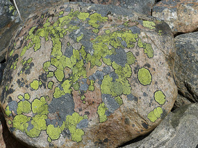 Lichen on stone on beach