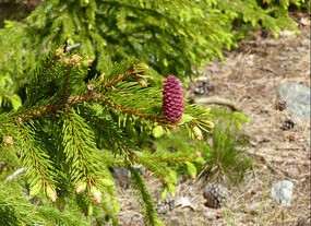 new spruce cone