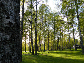 Norwegian wood by pitch