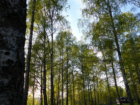 Norwegian wood!!!