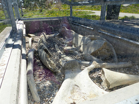 Whale bones in lay by