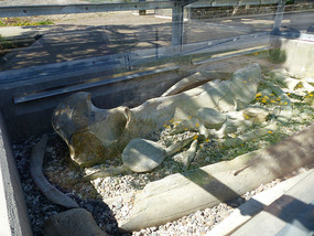 Whale bones
