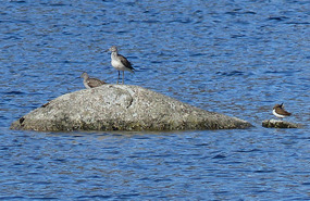 Curlew sandpiper and others - on whale?!!
