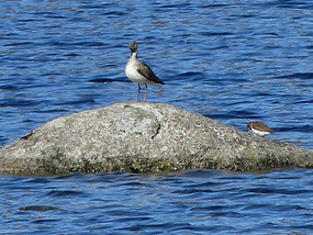 Curlew sandpiper