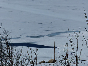 ice starting to melt