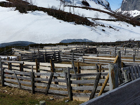 Sheep pens