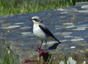 Wheatear?
