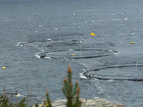 Fish farm