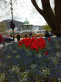 Gorgeous flowers