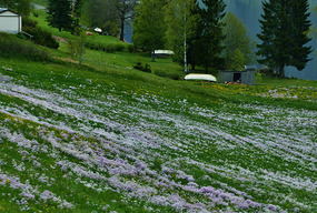 Field of 'milk maids'