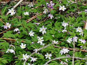 Wild anemones