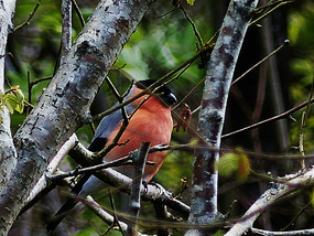 Bullfinch