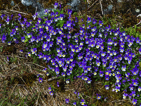 More pansies -cos I like them!