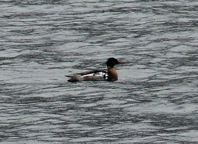 Red breasted merganser