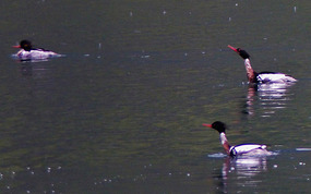 2 males, chasing off a 3rd