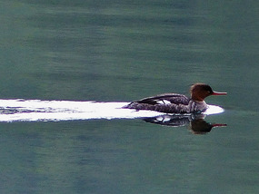 Goosander