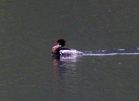 Male red breasted merganser