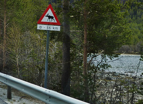 Reindeer warning