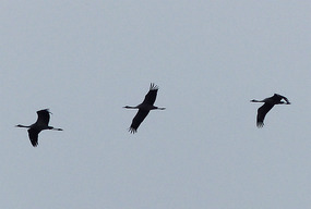 Cranes