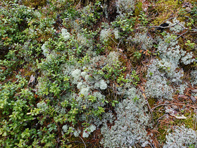 Lichen