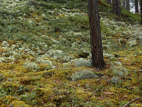 pale green lichen