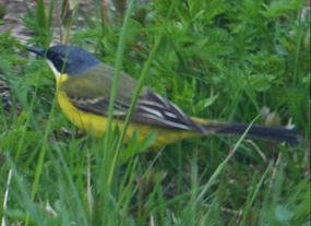 grey wagtail