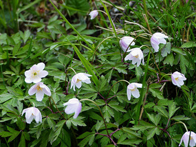 Wild anemones