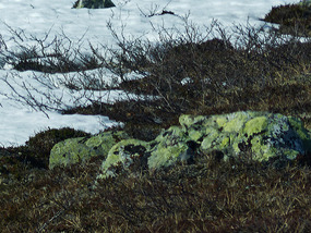 Lichen covered stones