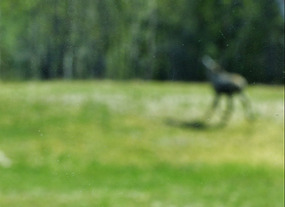 This is a Moose - honestly!