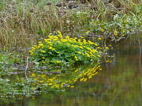 Arctic marsh marigolds