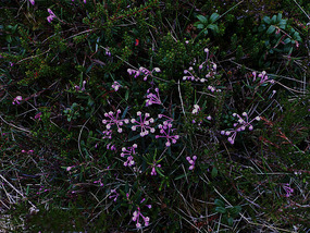 Bog Rosemary