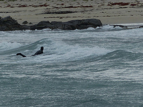 Arctic surfing