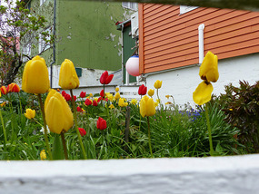 Arctic spring garden