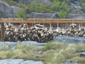 Cod heads!