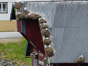 Gull nests in a line